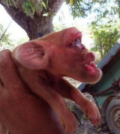 Nace en Cuba un cerdito con cara de mono