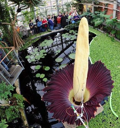 La “flor cadáver” de Edimburgo atrae a cientos de visitantes