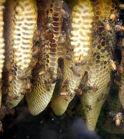 Familia convive con colmena de abejas hace 12 años