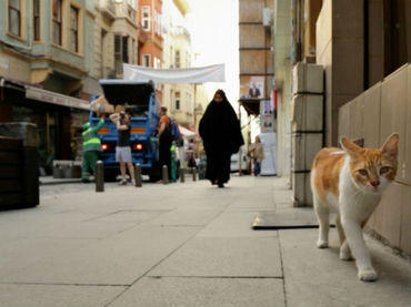Gatos, los protagonistas de un documental sobre Estambul