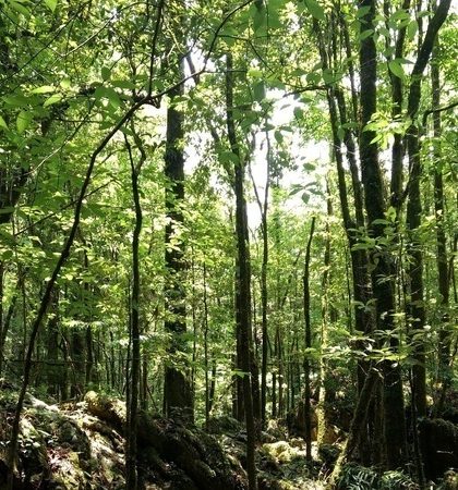 Congreso exige a Semarnat revocación de permiso para desforestar la Sierra de Xilitla