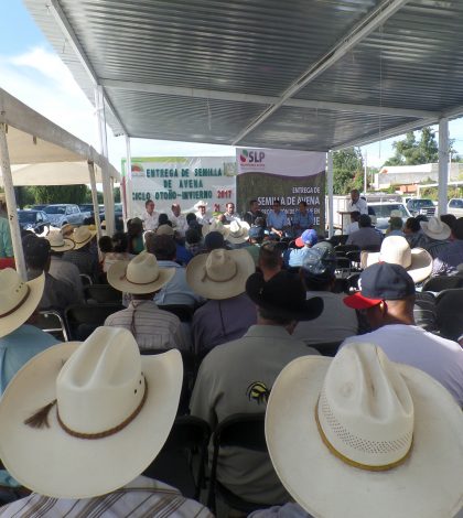 Entregan semilla de avena forrajera a productores de 11 municipios