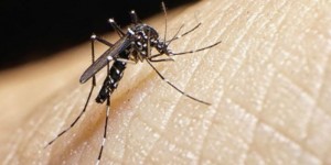 Se registra en San Luis Potosí caso de dengue «importado»