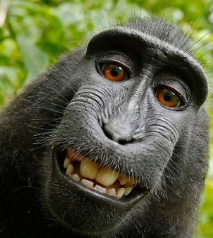 Alcanzan acuerdo sobre demanda de selfie tomada por mono