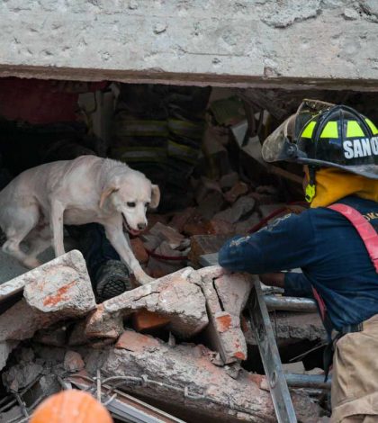 ‘Hueso’, de perro abandonado a un héroe de la UNAM tras sismo