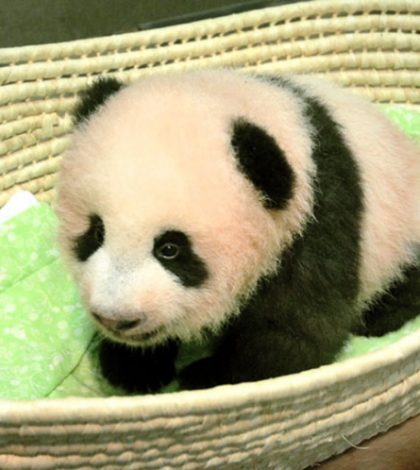 Bautizan a cría de panda de Japón: Xiang Xiang, o fragancia