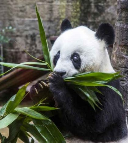 China llora la muerte de la panda Basi, a los 37 años