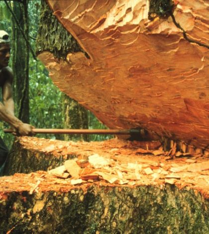 La deforestación provoca graves cambios en las precipitaciones pluviales