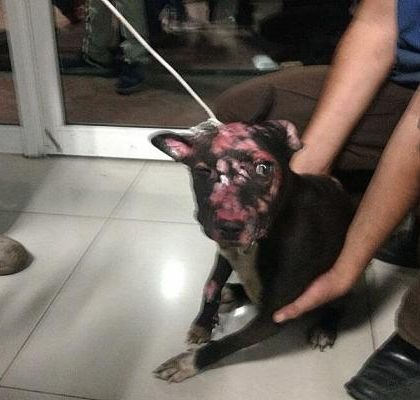 Reportan recuperación de perra que fue quemada en Ecatepec