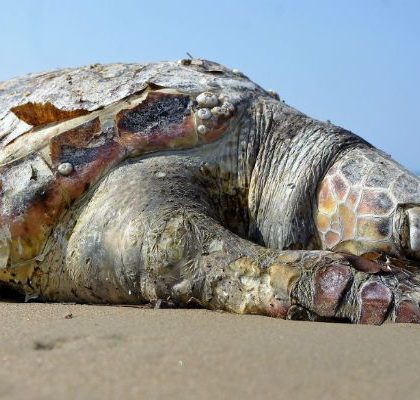 Hallan en una playa de Barcelona una gigantesca tortuga  de 700 kilos