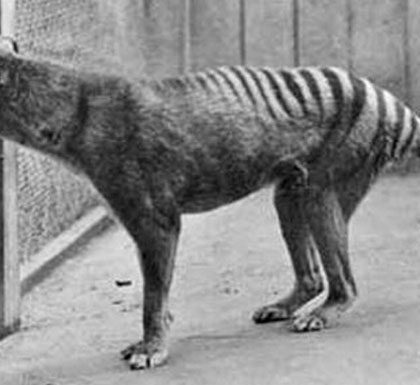 La nueva hipótesis sobre qué causó la desaparición del  tigre de Tasmania