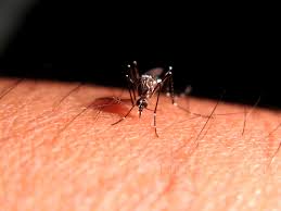 Suman 306 casos de dengue y zika en el Estado