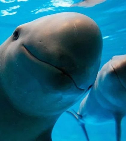 Gobierno y expertos lanzan proyecto para salvar a vaquita marina