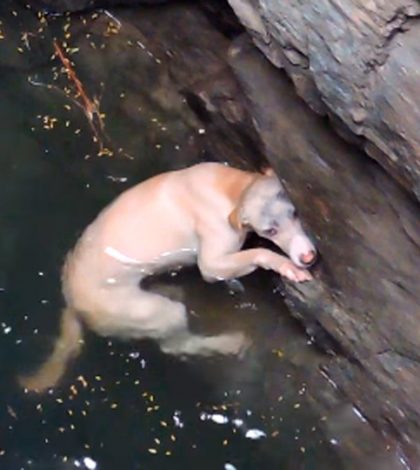 # Video: Rescatan a perrita de pozo tras aferrarse a las rocas