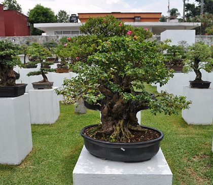 El palacio japonés de  los bonsái en Veracruz
