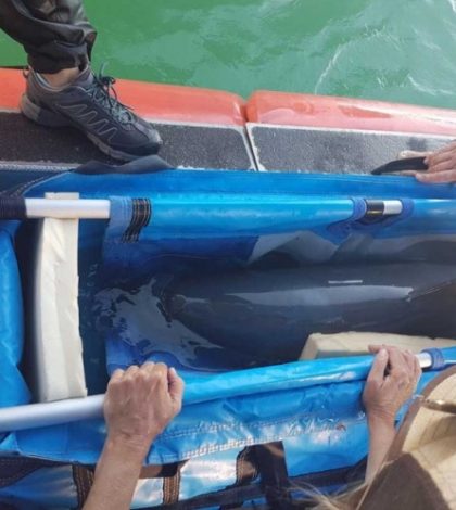 #Video: Tras muerte de vaquita marina ahora piden detener su rescate