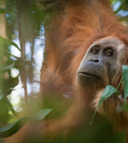 Hallada una nueva especie de orangután en Indonesia