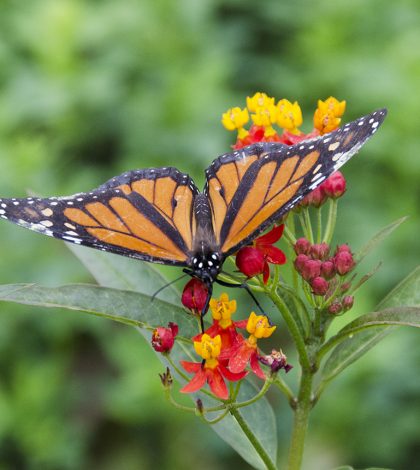 Contribuye Ayuntamiento a la  preservación de la Mariposa Monarca