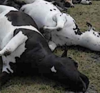 Bajas temperaturas provoca muerte de ganado en San Luis Potosí