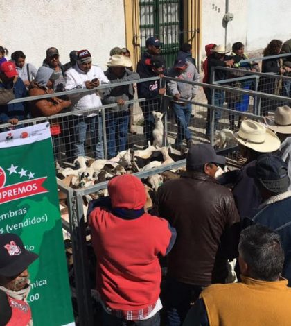 Se registra récord en venta de cabritos en Cedral