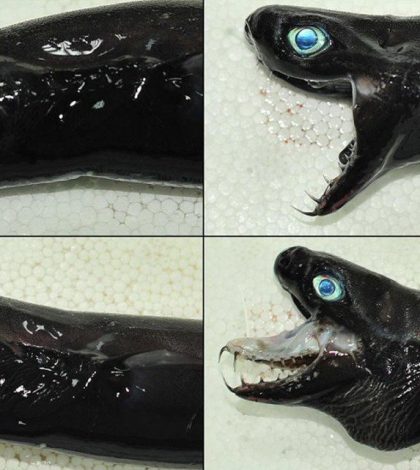 ‘Tiburón víbora’ extraña espcie hallada en Taiwan extraña