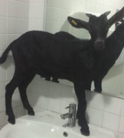 Una pequeña cabra se cuela en un hospital de Valencia por la puerta de Urgencias