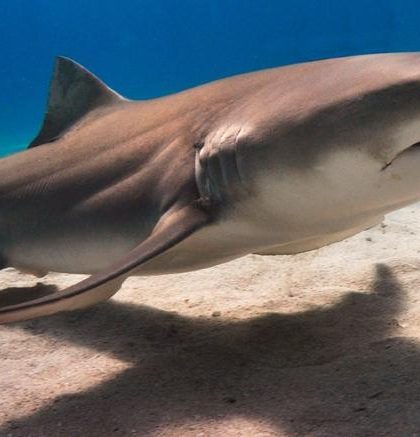 Descubren el ancestro común de los humanos y los tiburones