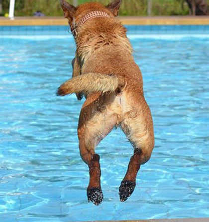 Científicos rusos consiguen que un perro respire bajo el agua durante media hora
