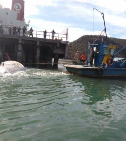 ‘Orcas asesinas’ matan a ballena; es hallada en muelle de Sonora