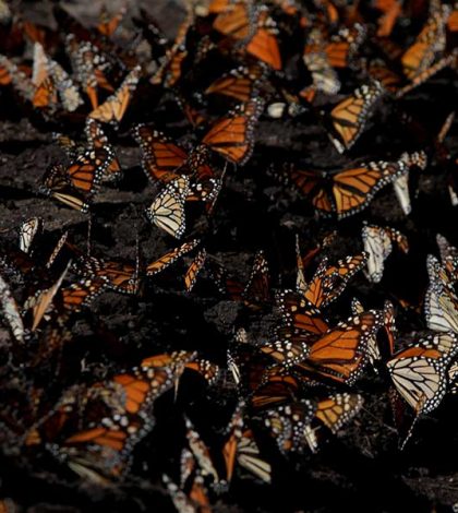 Alertan por declive de mariposas monarca en EU