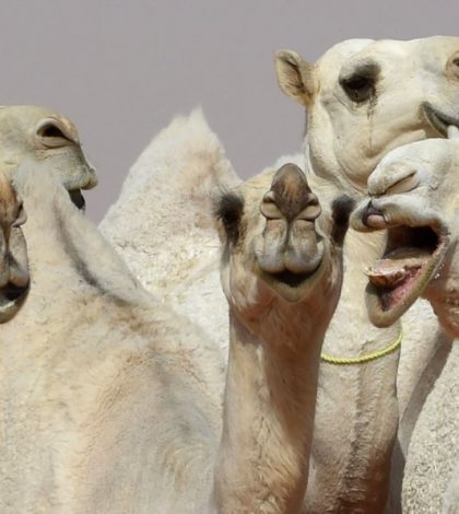 Descalifican camellos de concurso de belleza por usar botox