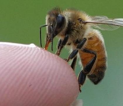Apicultor utiliza zumbidos abejas para crear música