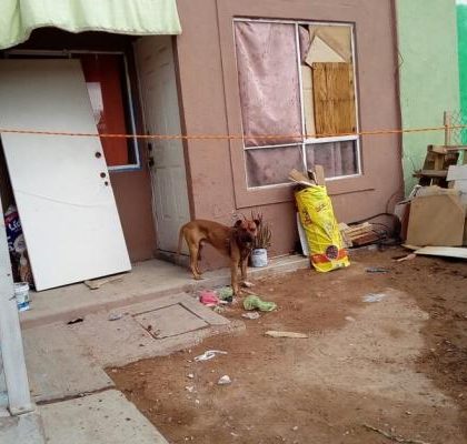 Agrede perro bull terrier a niño de 10 años en Aguascalientes