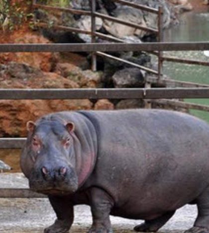 El pedo de un hipopótamo deja tres hospitalizados