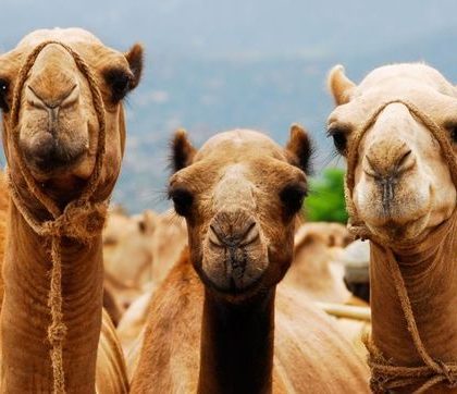 Descalifican a 12 camellos de una concurso de belleza por usar botox