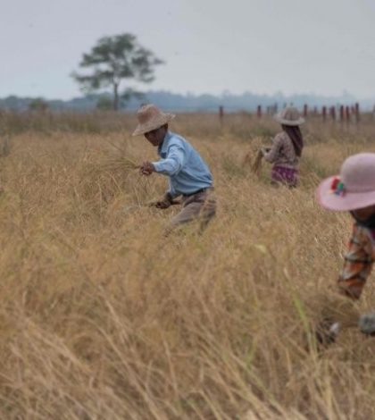Agricultores en Myanmar utilizan apps para sus siembras