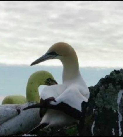Muere en Nueva Zelanda el »pájaro más solitario del mundo»