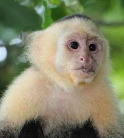 Venden mono capuchino en Facebook y hasta en Tepito (y esto cuesta)