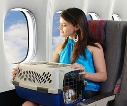 ¿Viajar en avión con tu perro? Consejos para que tu mascota vuele segura