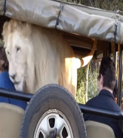 León blanco sorprende a turistas mientras viajan en jeep