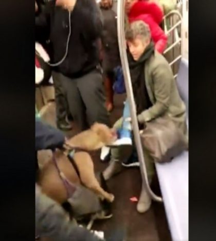 Pitbull ataca a una mujer en el metro de Nueva York
