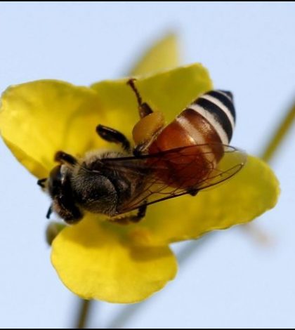 La UE prohíbe totalmente  pesticidas que dañan a las abejas