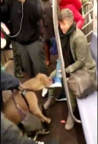 Pitbull ataca a una mujer en el metro de Nueva York