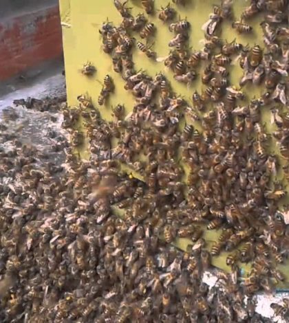 Falleció hojalatero, atacado por abejas