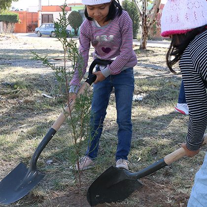 En San Luis Potosí avanza reforestación