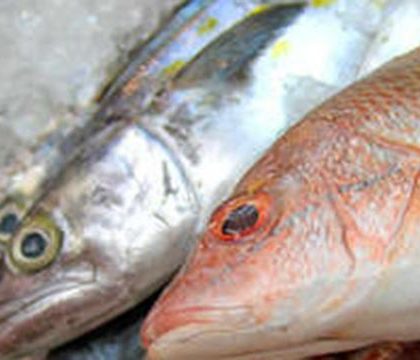 Coepris destruyó 99.8 kilogramos de productos del mar en programa de Cuaresma