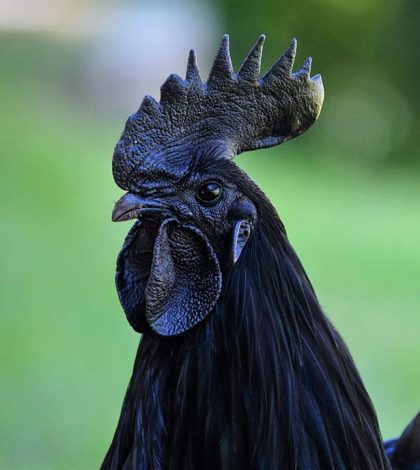 Ayam Cemani, la gallina negra