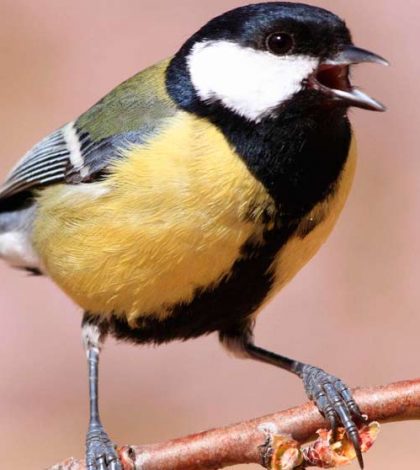 La inhalación de metales pesados cambia el carácter de los pájaros