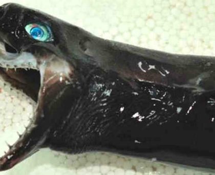 ‘Tiburón víbora’ extraña especie hallada en Taiwan extraña