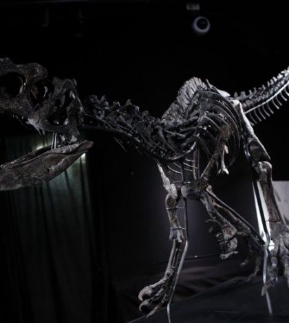 La insólita y millonaria subasta de 2 esqueletos de dinosaurio